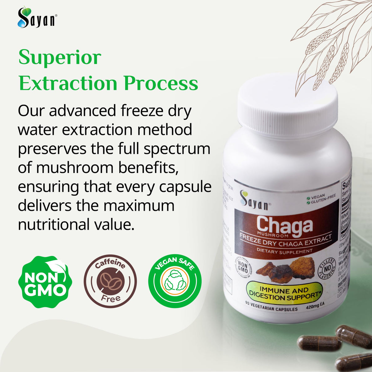 Capsules de Chaga Sayan dans un environnement naturel