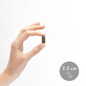 Capsules de Champignon Chaga Bio Dr. Mercola dans une main