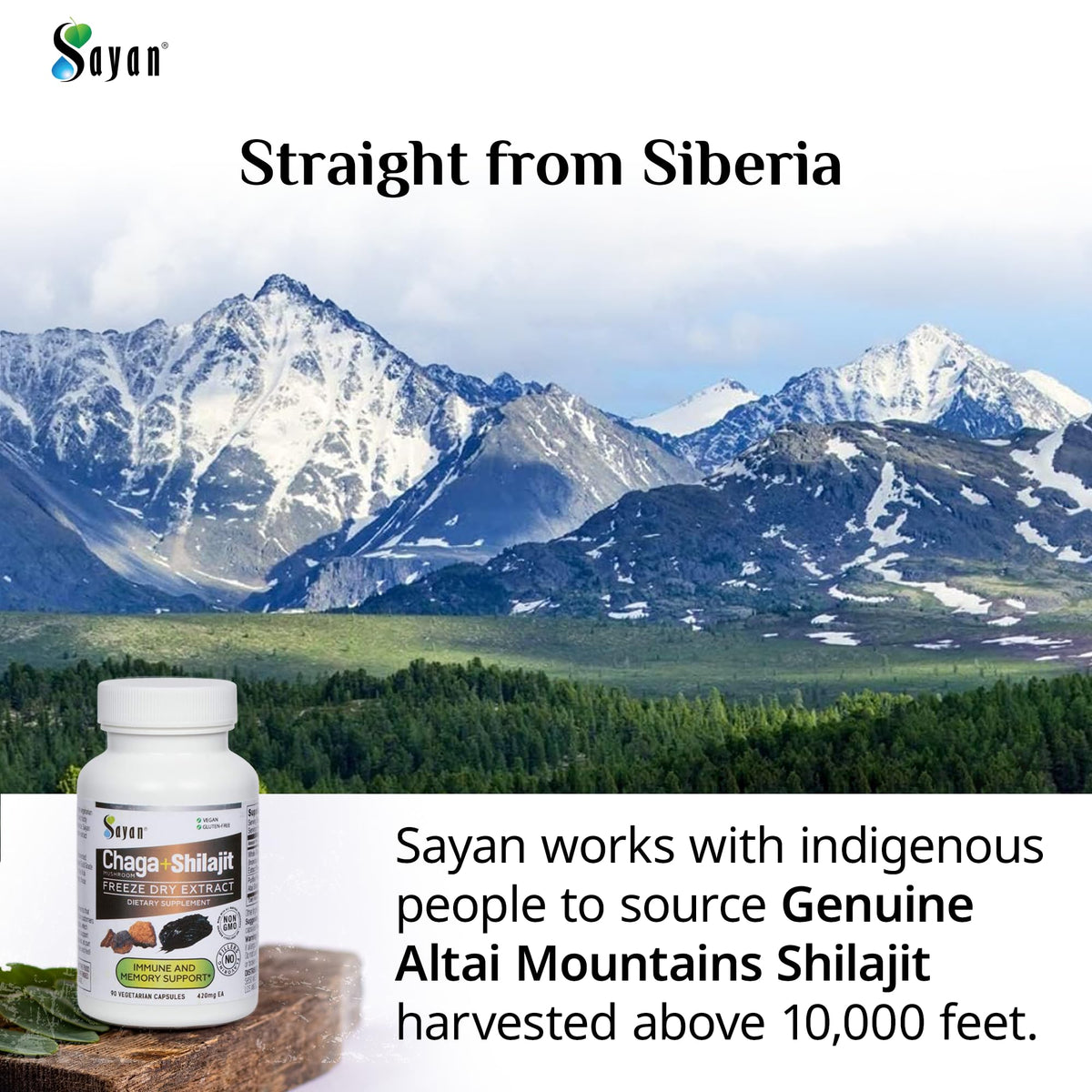 Capsules de champignon Chaga Sayan dans un bol