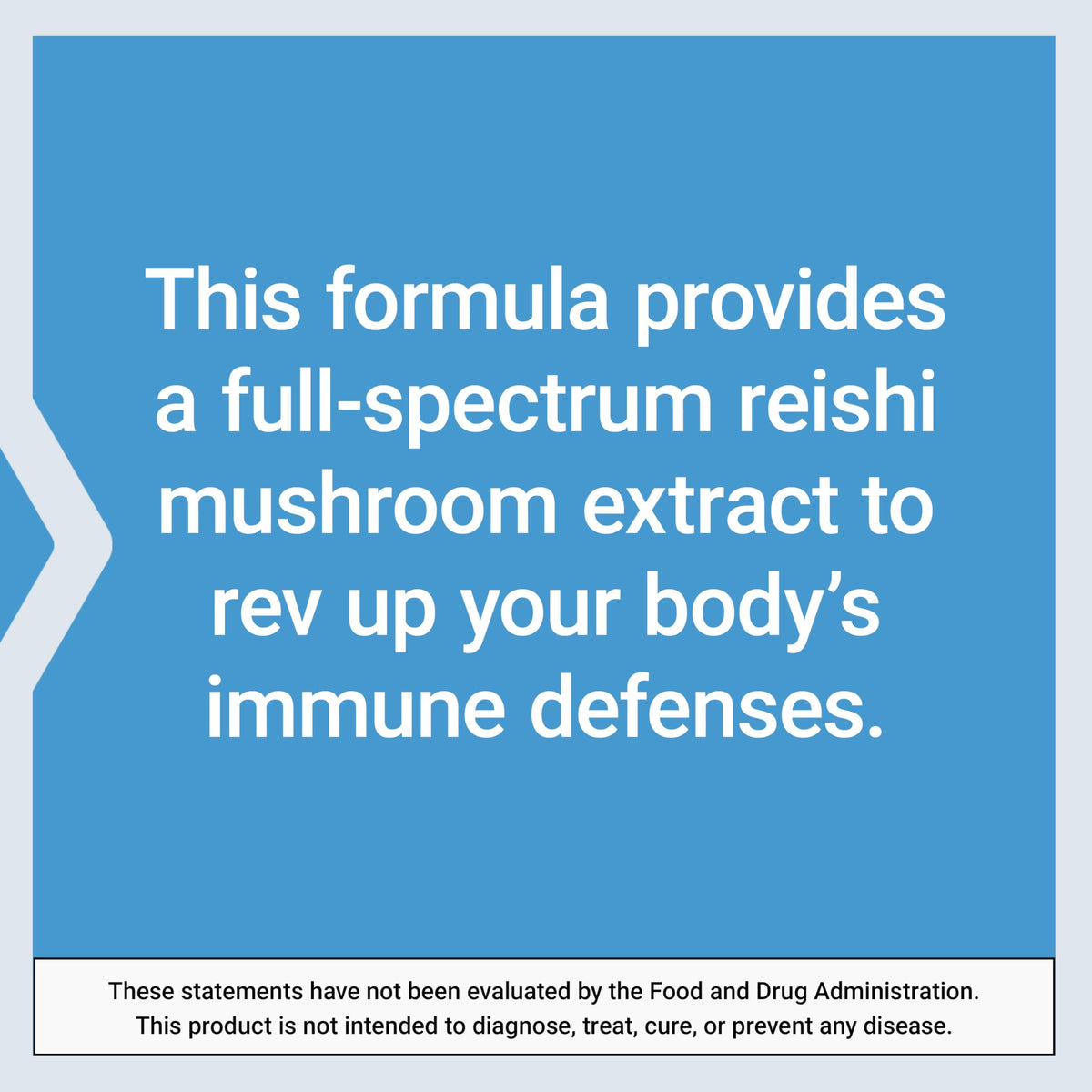 Capsules de champignon Reishi sur une surface blanche