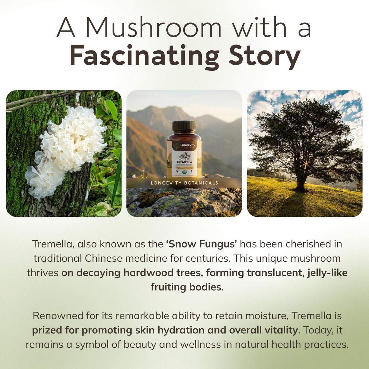 Capsules de champignon Tremella bio à côté d'un verre d'eau