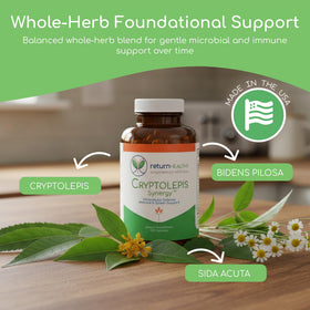 Capsules de Cryptolepis Synergy sur une surface blanche