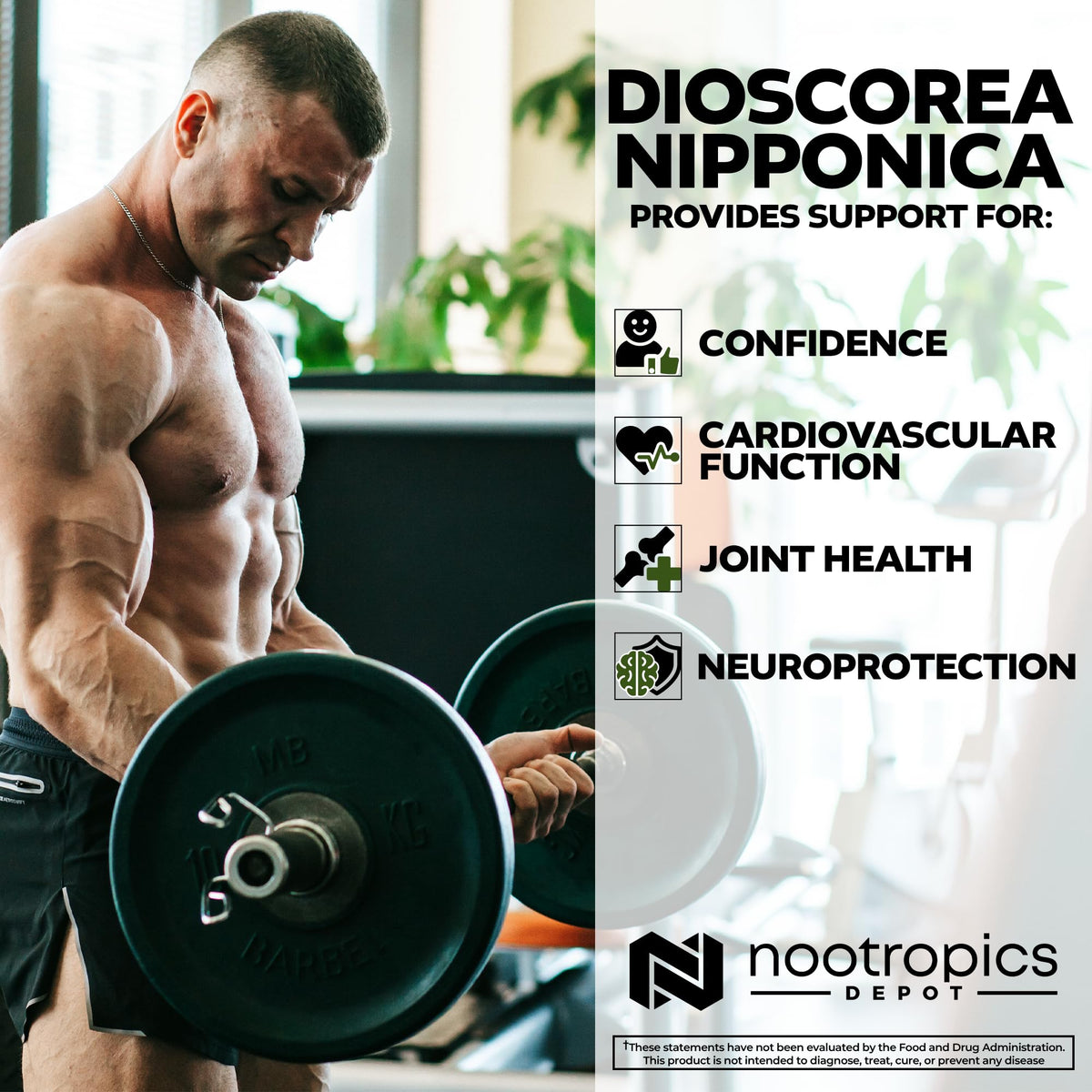 Capsules de Dioscorea Nipponica 400mg Nootropics Depot, prise en main