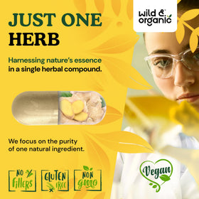 Capsules de gingembre Wild & Organic dans une main