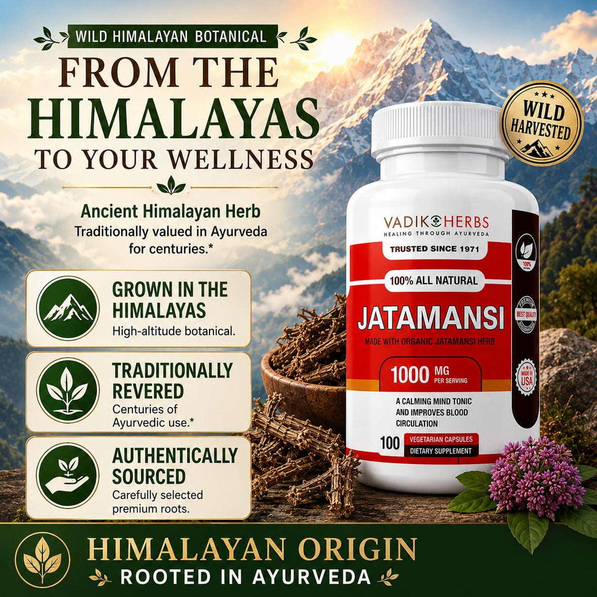 Capsules de Jatamansi dans une main, Vadik Herbs