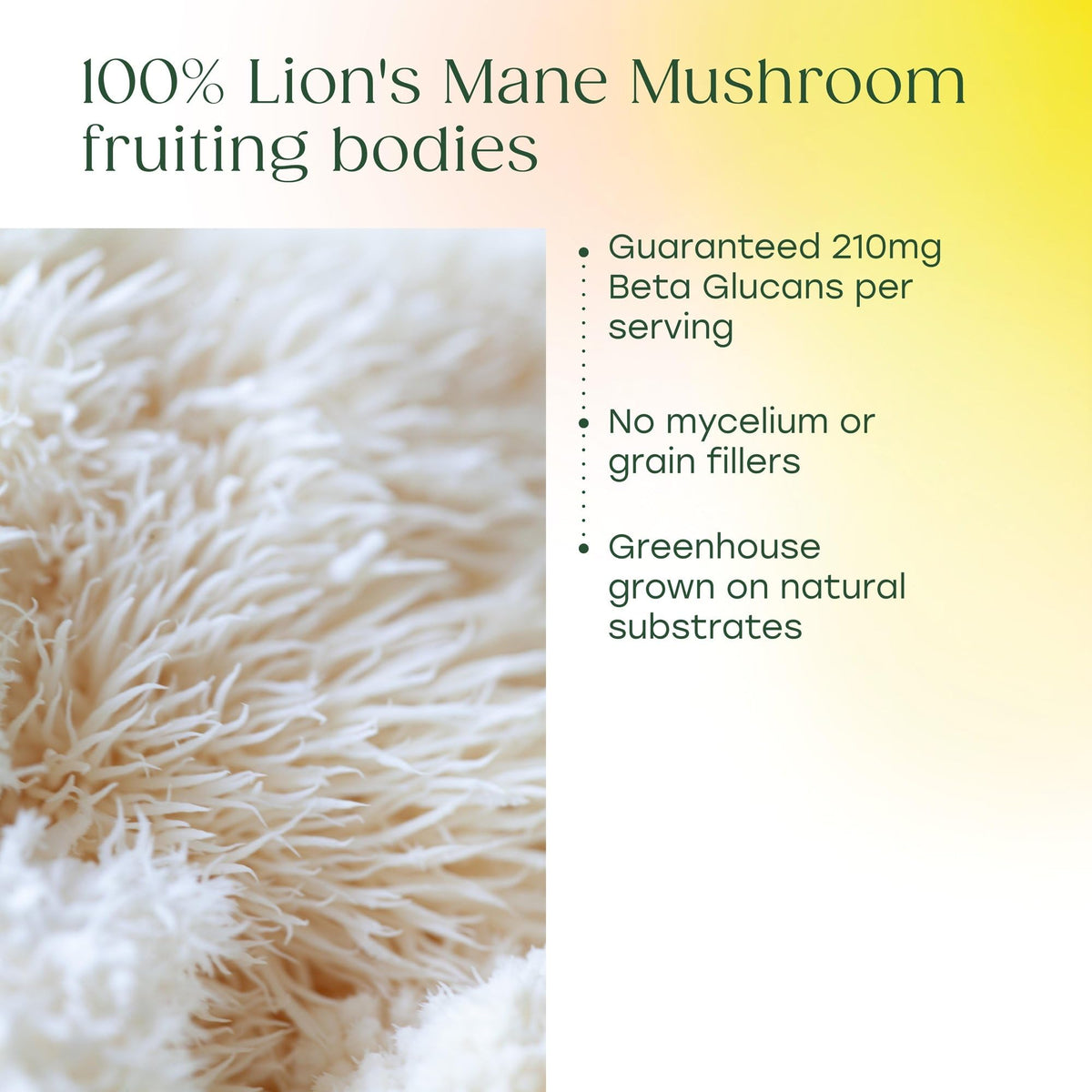 Capsules de MegaFood Superfood Lion's Mane sur une table