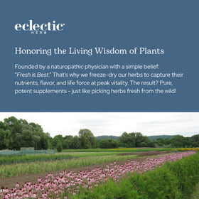 Capsules de melon amer ECLECTIC INSTITUTE sur une table