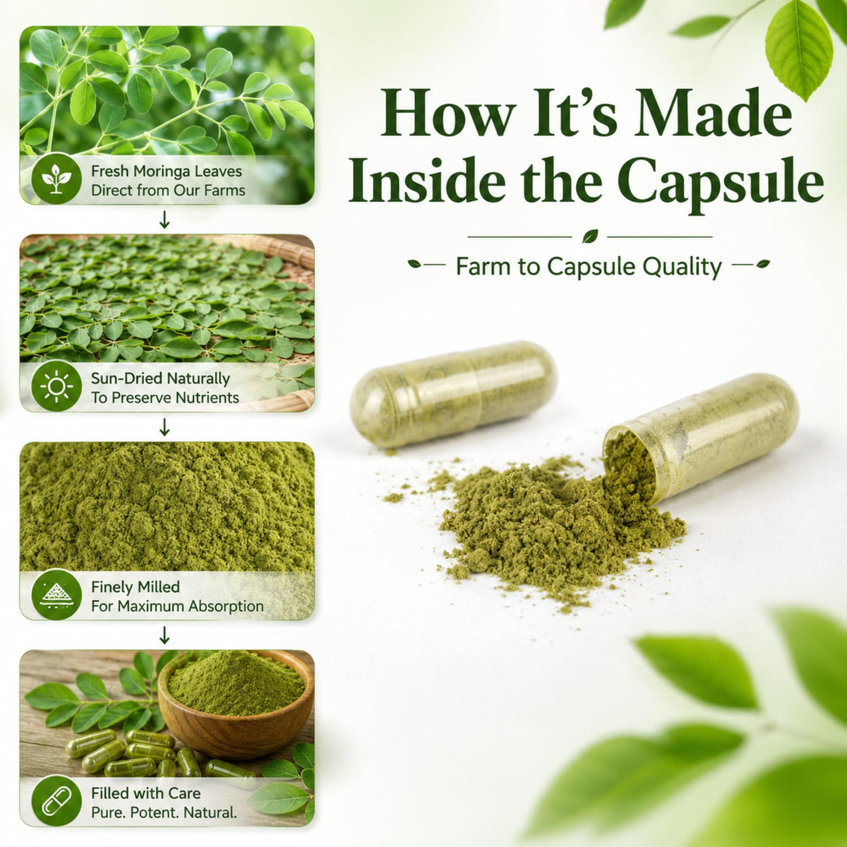 Capsules de Moringa Bio MEDI BOTIC ouvertes montrant le contenu