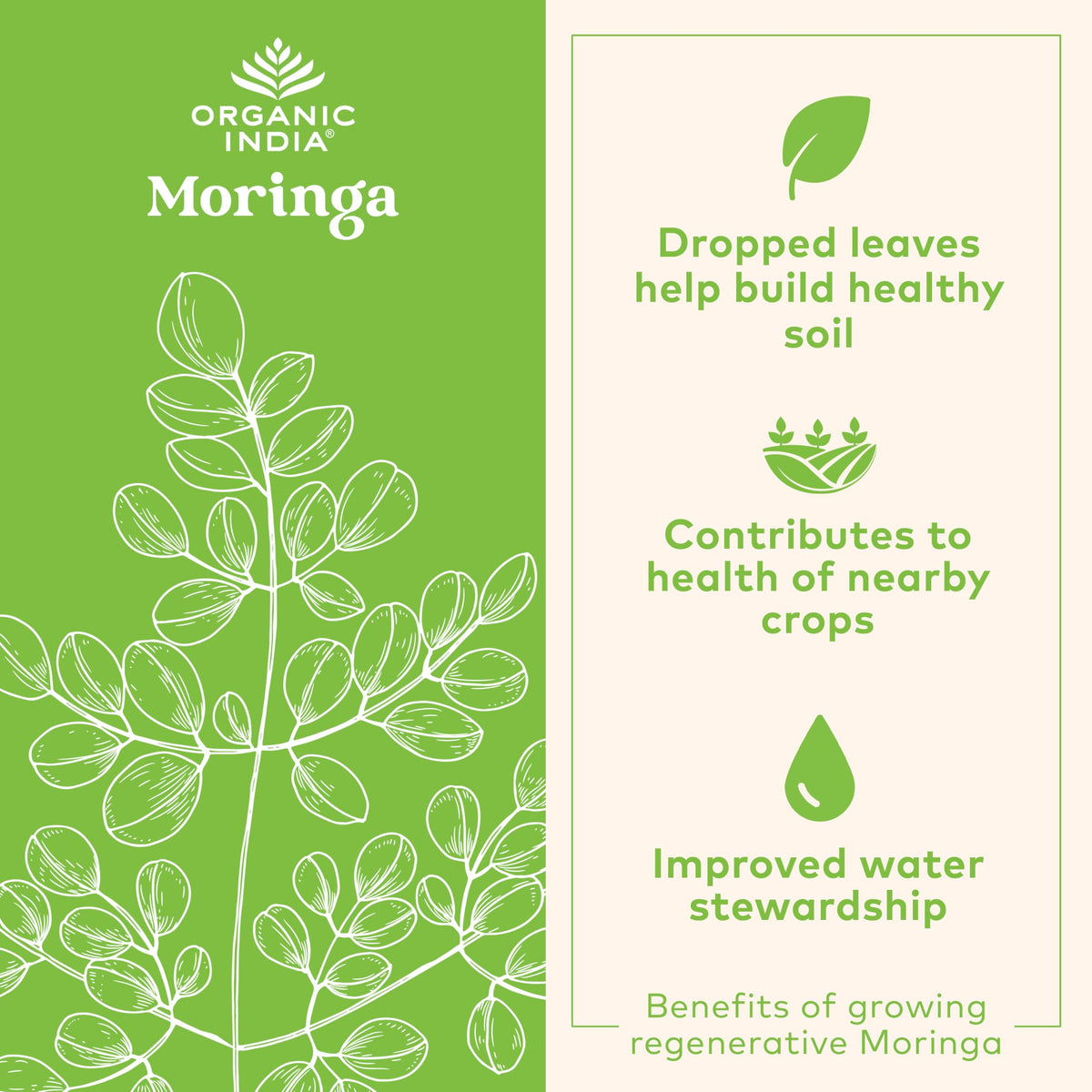 Capsules de Moringa Bio ORGANIC INDIA, vue de dessus