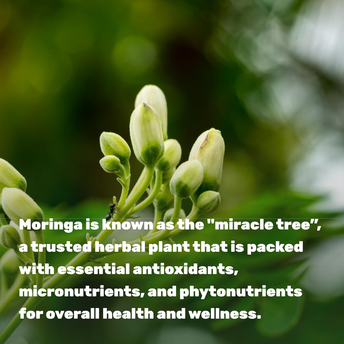 Capsules de moringa DEAL SUPPLEMENT sur fond blanc