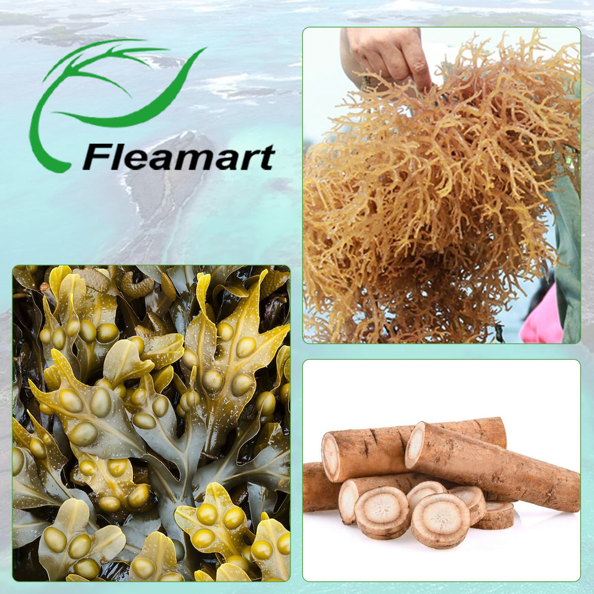 Capsules de mousse de mer Fleamart avec un verre de smoothie