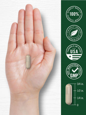 Capsules de Pâquerette Carlyle avec des fleurs de Pâquerette en arrière-plan