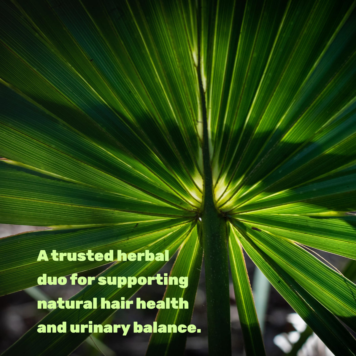 Capsules de Saw Palmetto sur une surface en bois