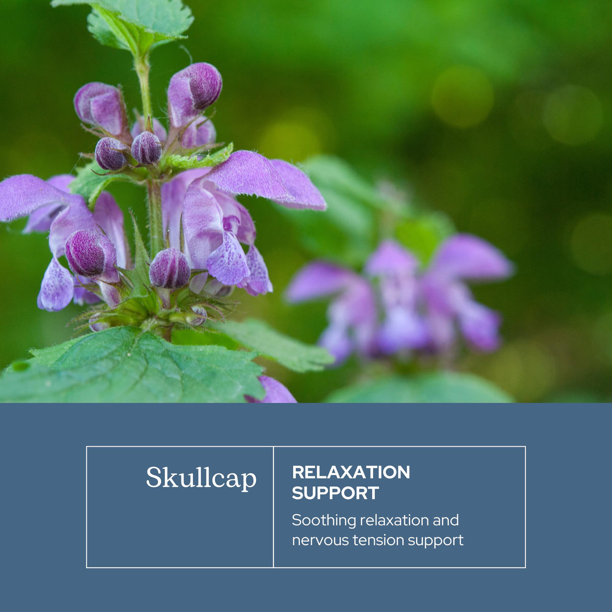 Capsules de Skullcap ECLECTIC INSTITUTE sur fond blanc