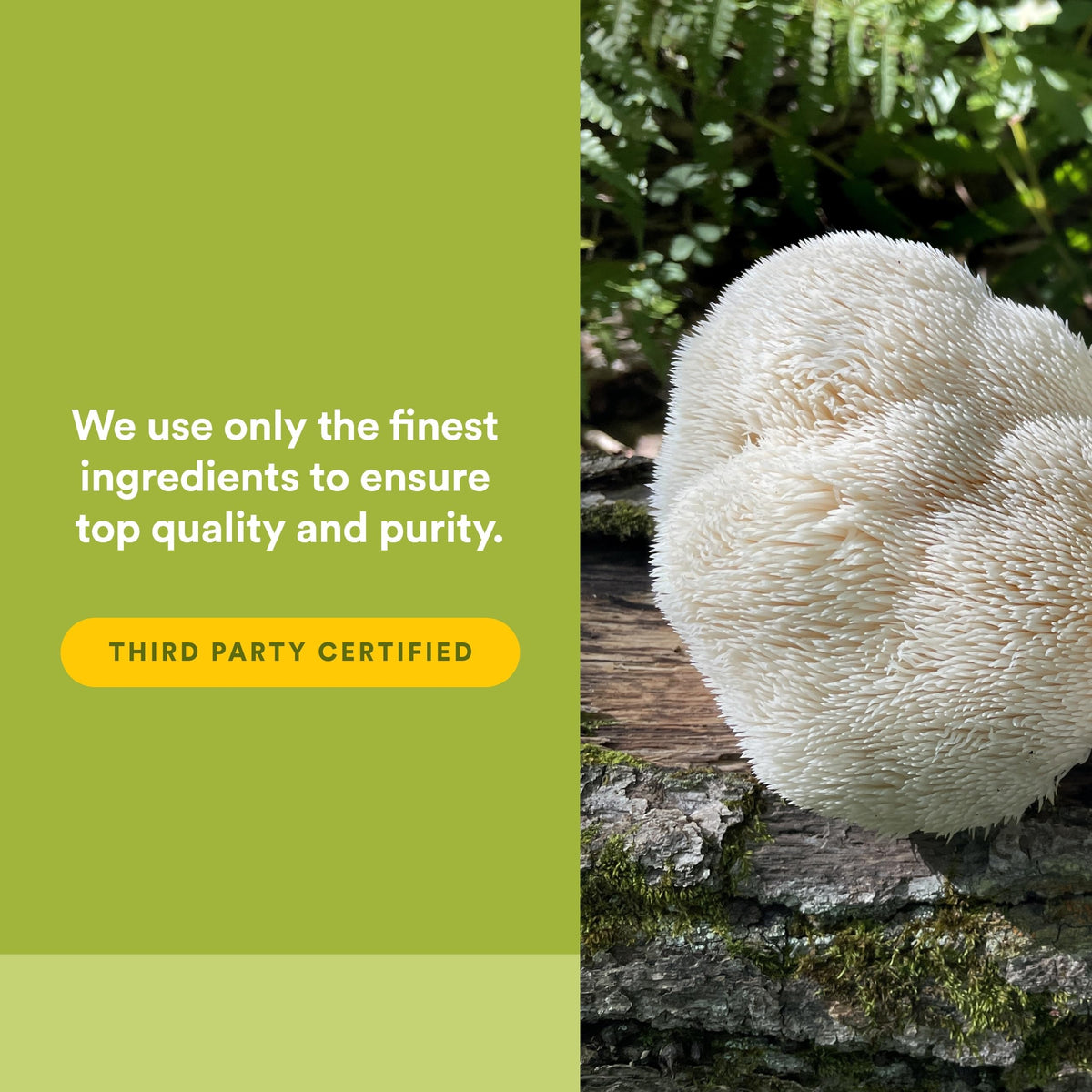Capsules de Super Mushroom Natural Factors dans une cuillère