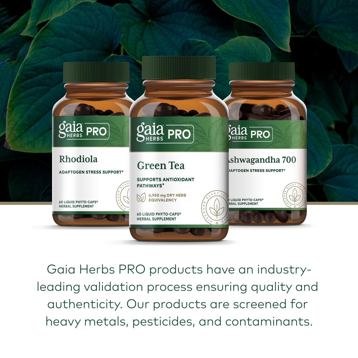 Capsules Gaia Herbs PRO Thé Vert sur une table en bois