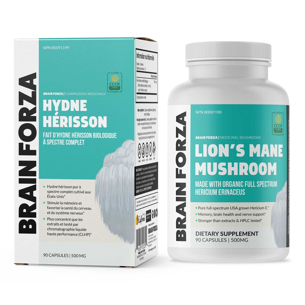 Capsules ouvertes montrant la poudre de Champignon Lion's Mane