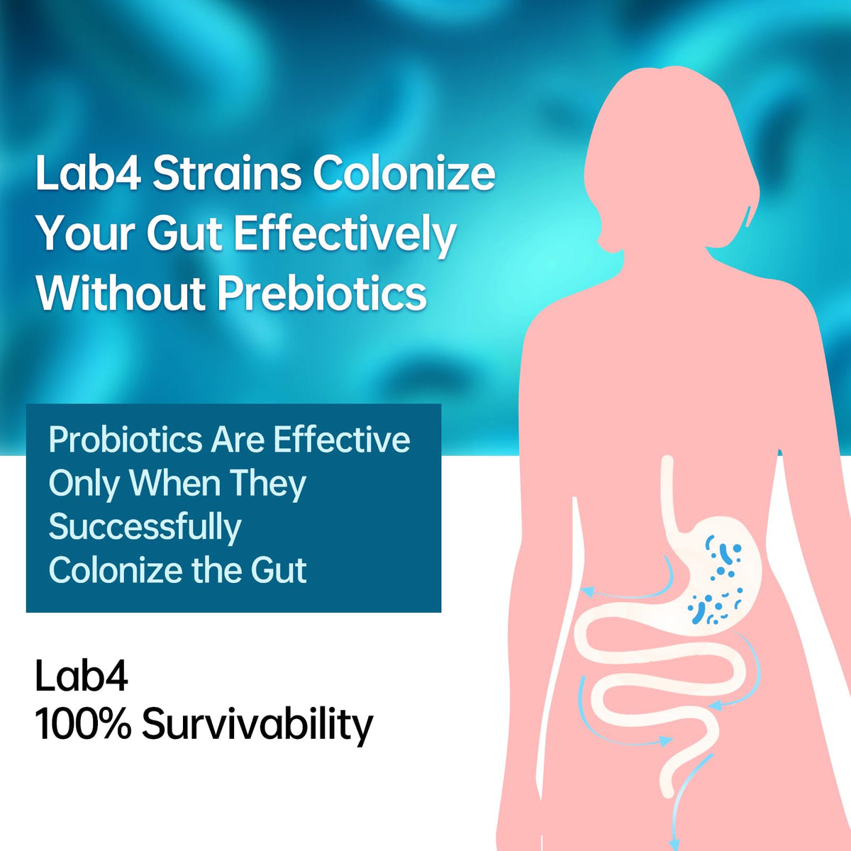Capsules purmeo Probiotiques Lab4 dans un petit bol