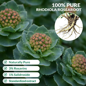 Capsules Rhodiola Rosea Aolbtrfb dans une main