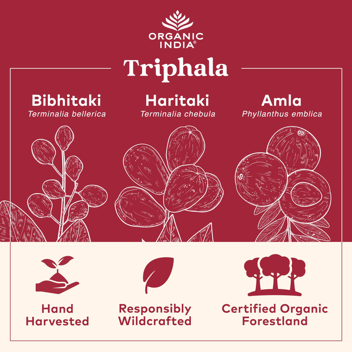Capsules Triphala Bio ORGANIC INDIA, vue de près