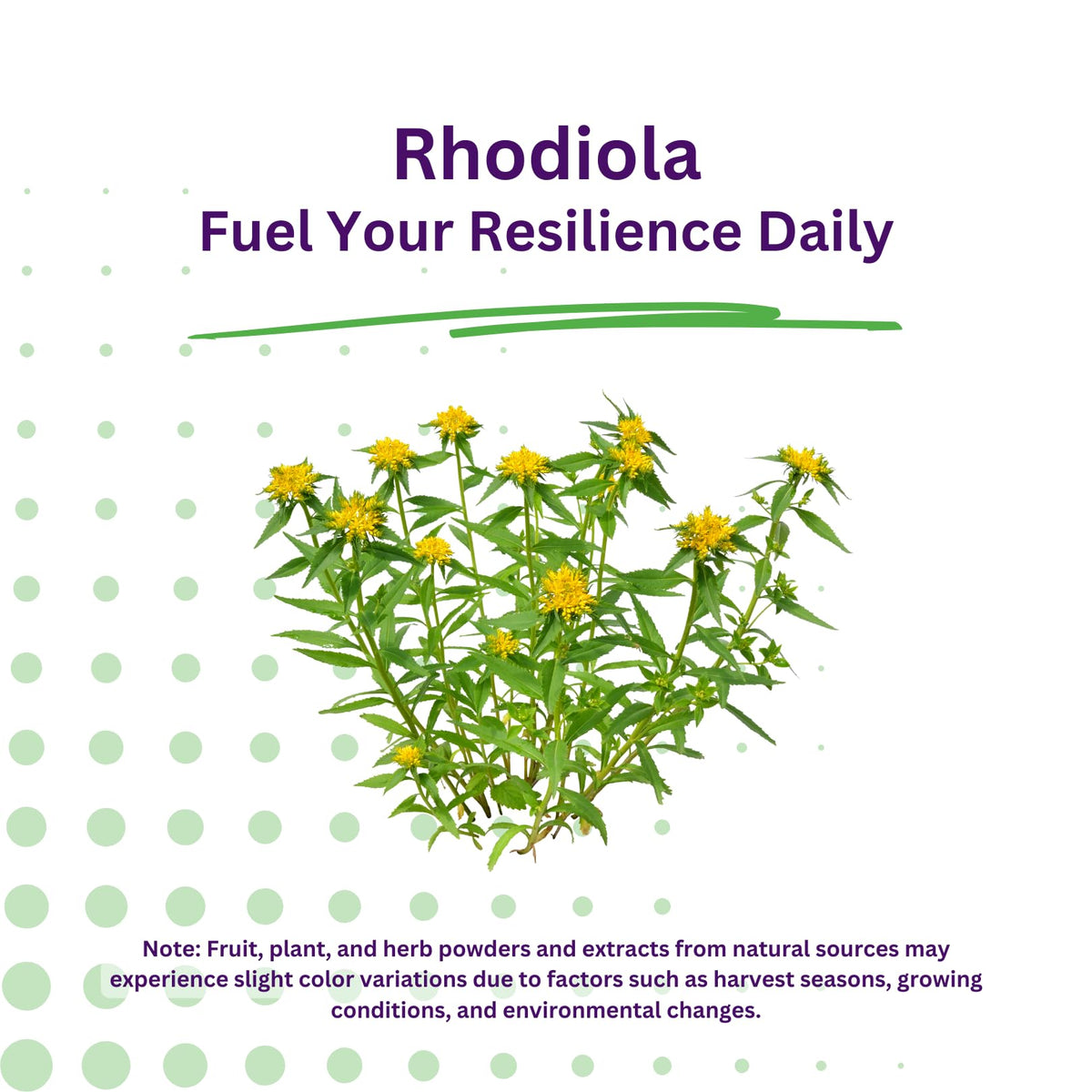 Capsules végétales d'extrait de Rhodiola sur un fond neutre