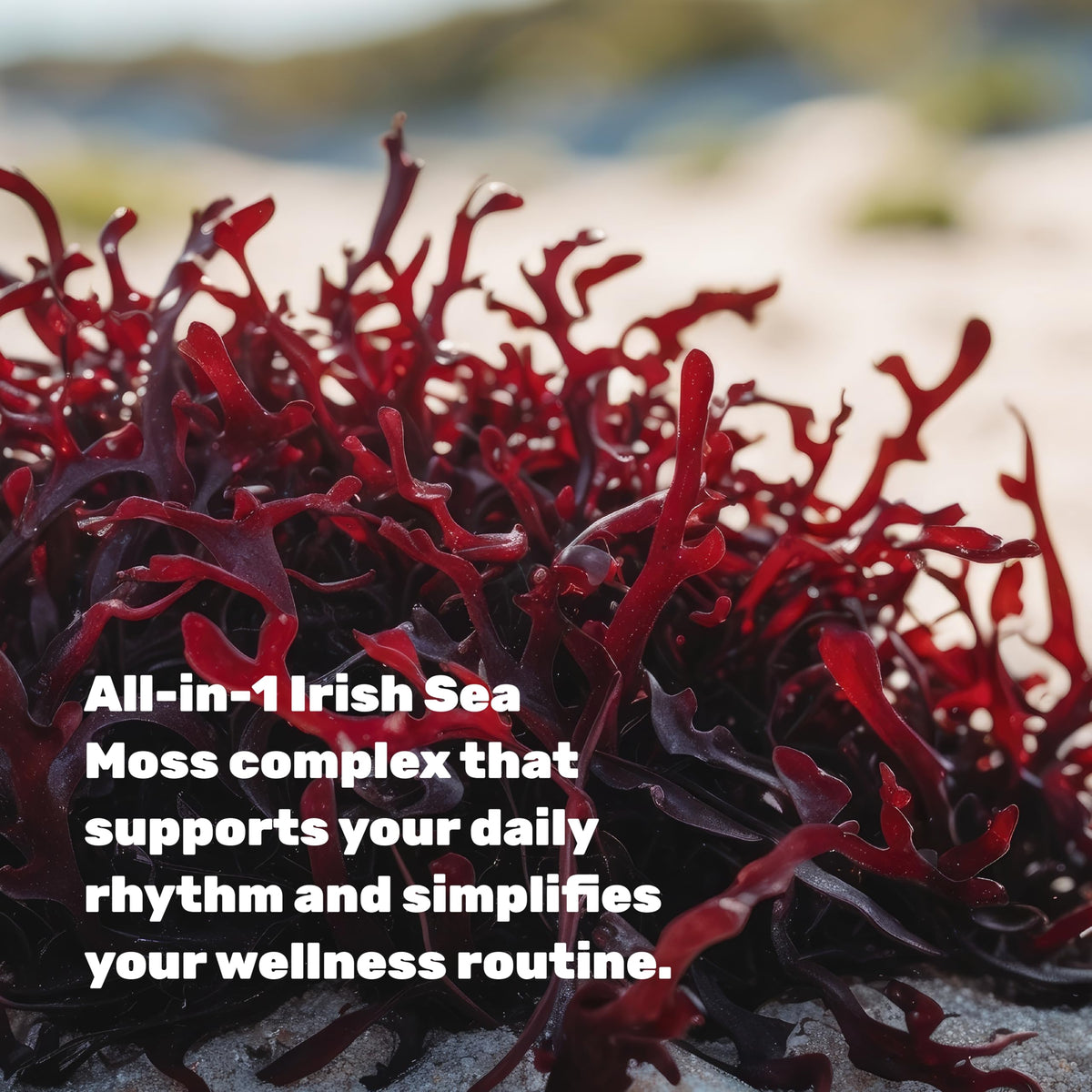 Capsules végétales Irish Sea Moss sur une table en bois