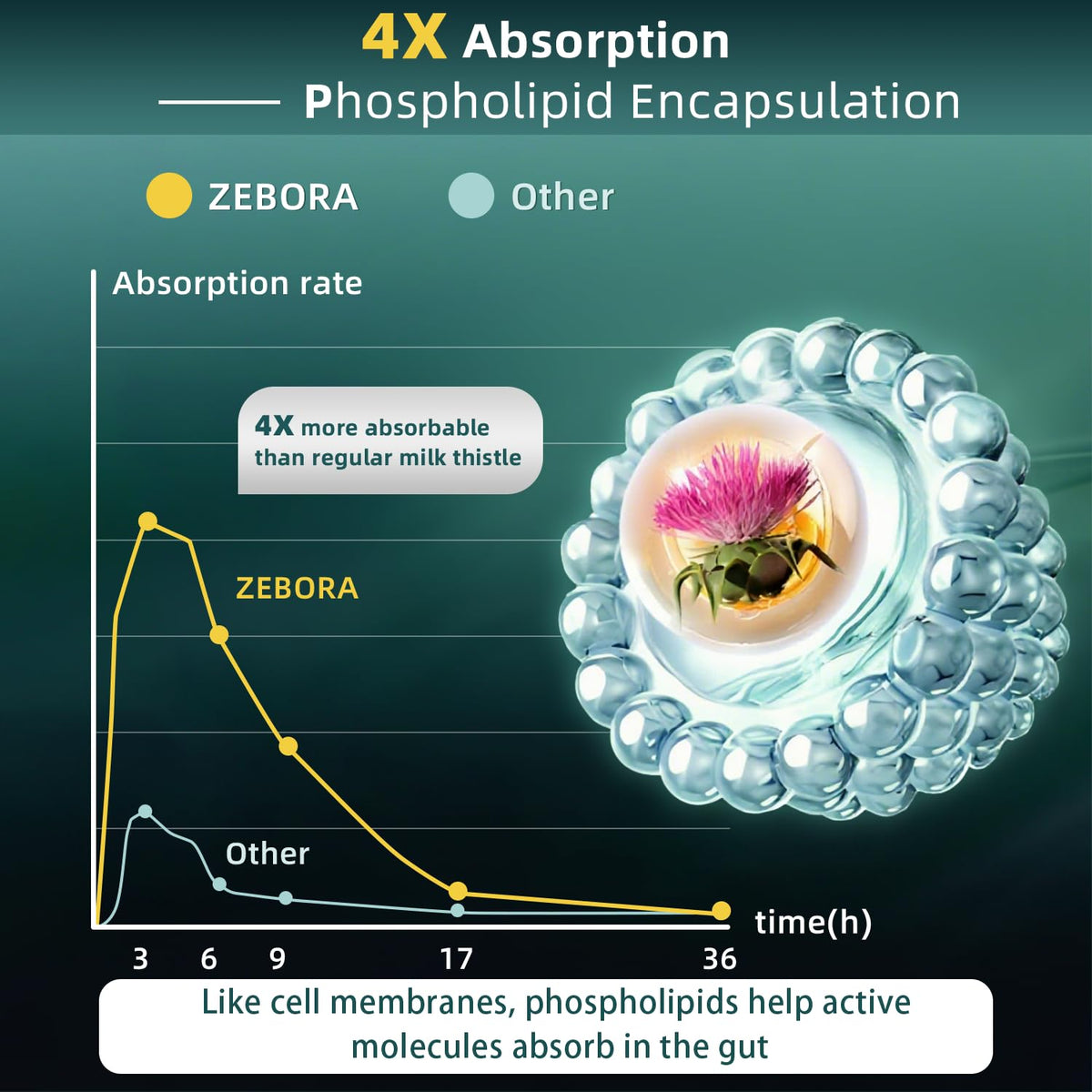 Capsules végétariennes ZEBORA Chardon-Marie