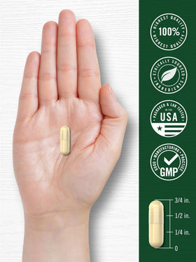 Carlyle capsules Turkey Tail avec ingrédients naturels