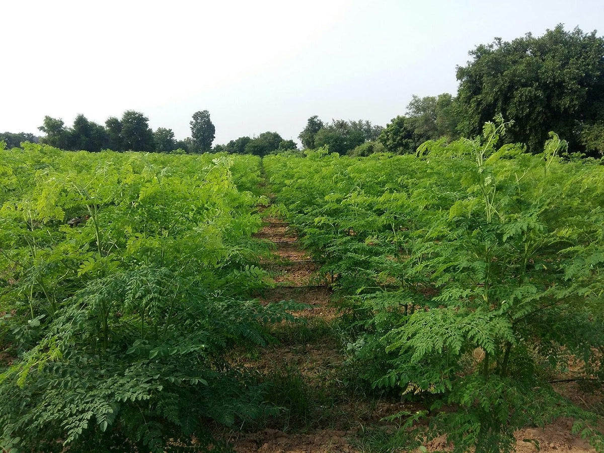 CARMEL ORGANICS Poudre de moringa dans un verre d'eau