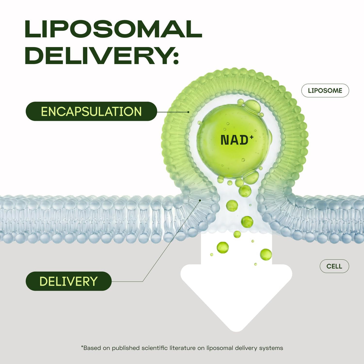 Cata-Kor complément liposomal NAD+ capsules sur une table