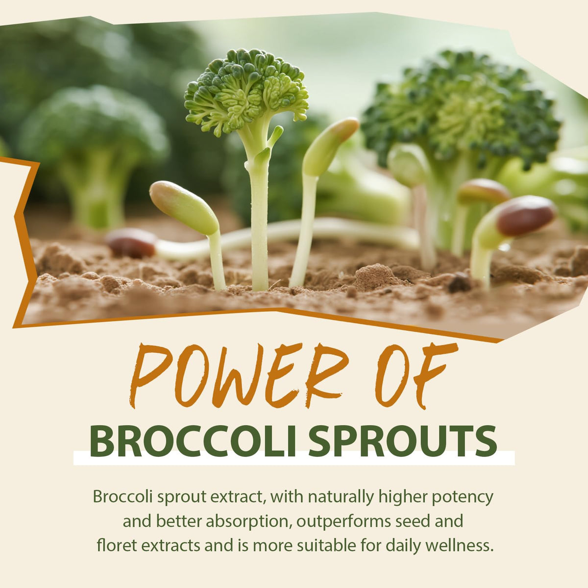 Cenffitio sulforaphane en poudre avec ingrédients naturels