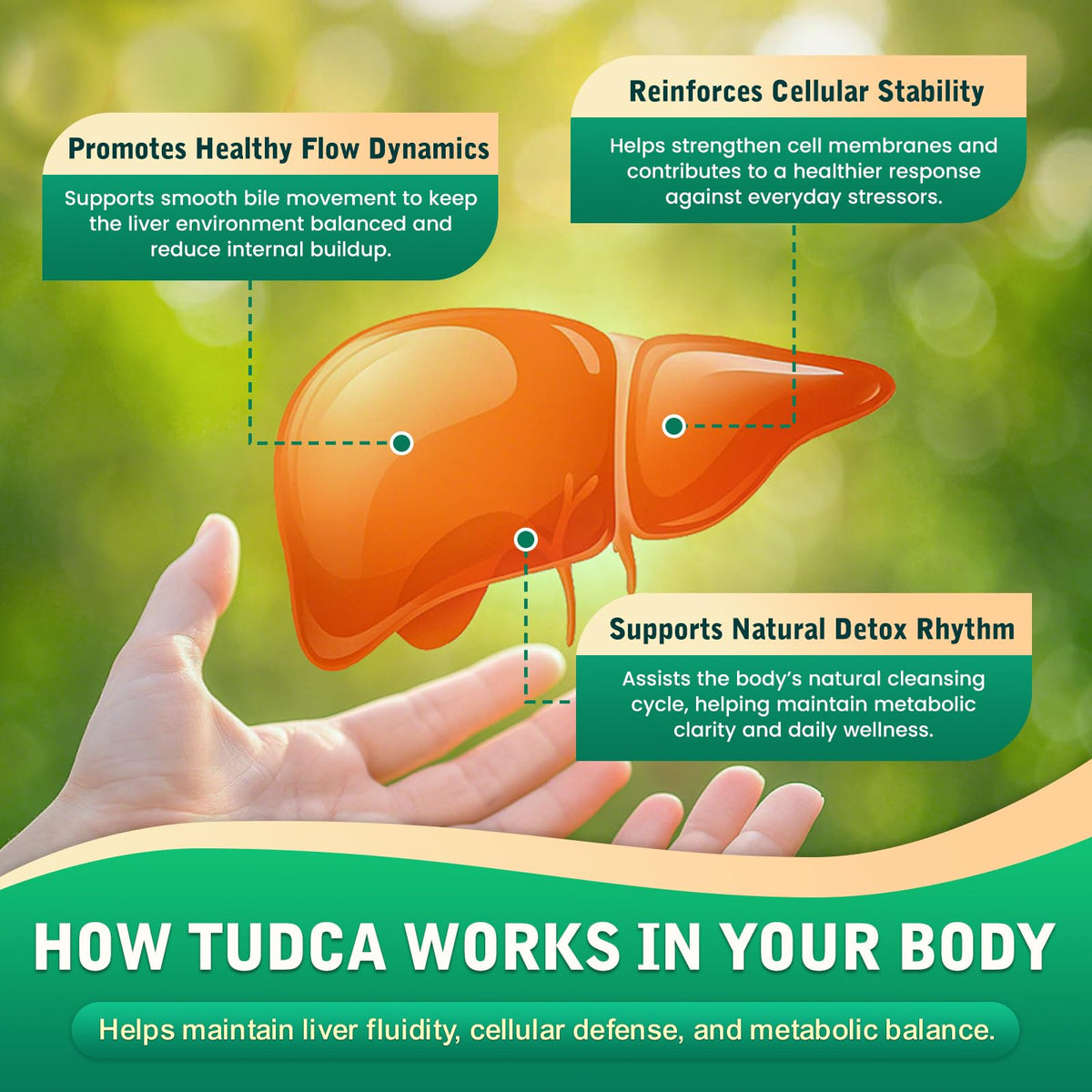 CFILIHTC TUDCA 1200mg gouttes liquides en utilisation