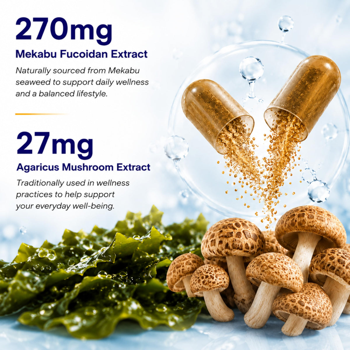 Champignon Agaricus utilisé dans les capsules FINE JAPAN