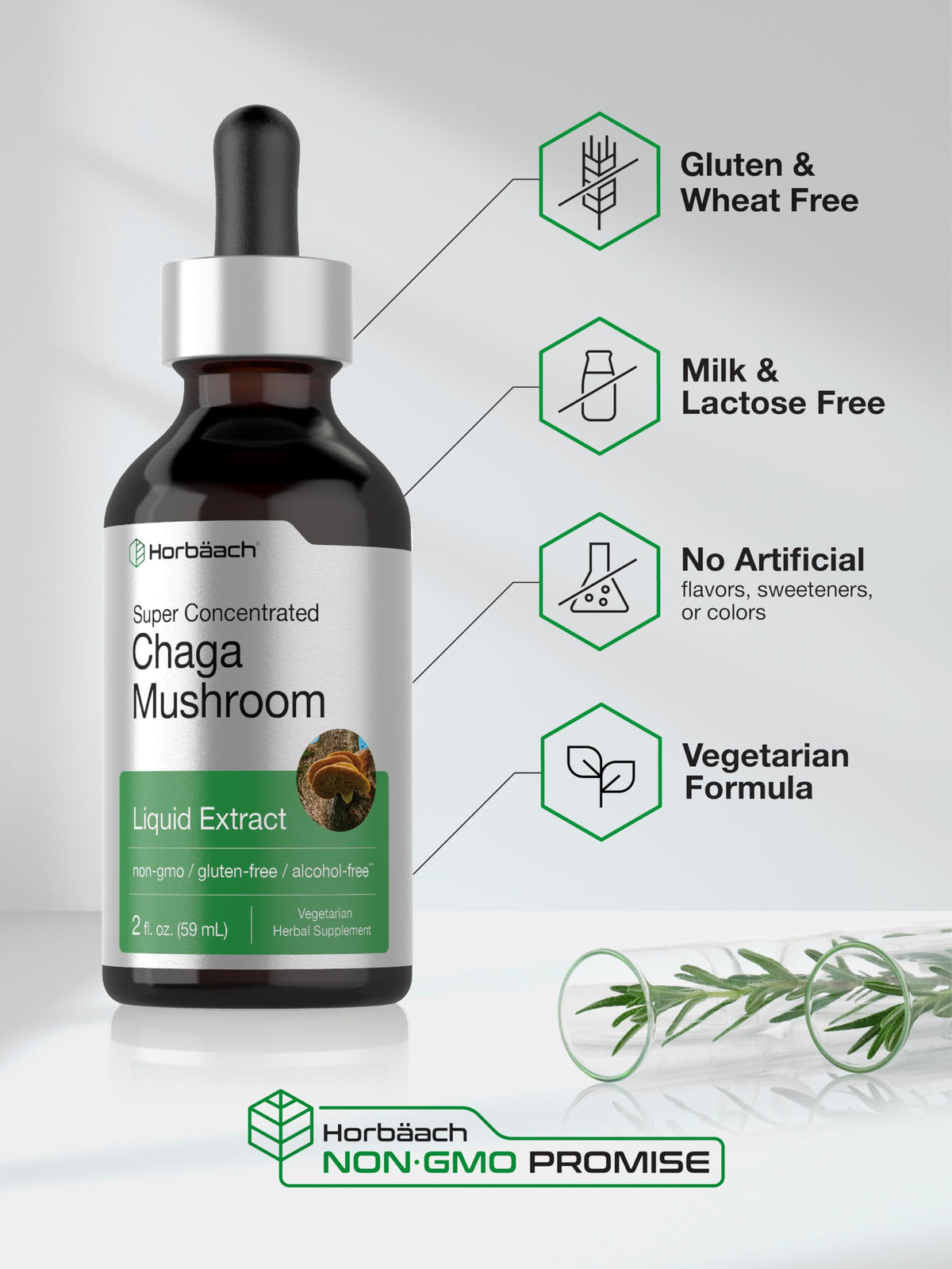Champignon Chaga en milieu naturel