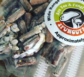 Champignon huître cultivé sur une bûche en bois