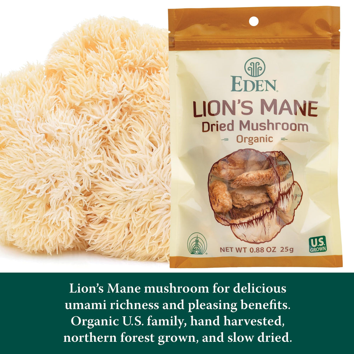Champignon Lion's Mane bio 30g, vue arrière de l'emballage