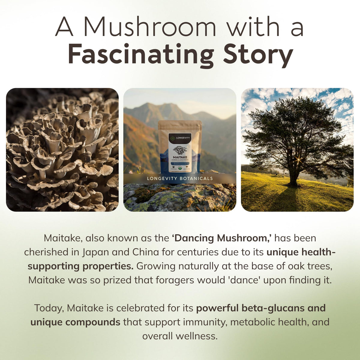 Champignon Maitake frais à côté de la poudre Longevity Botanicals