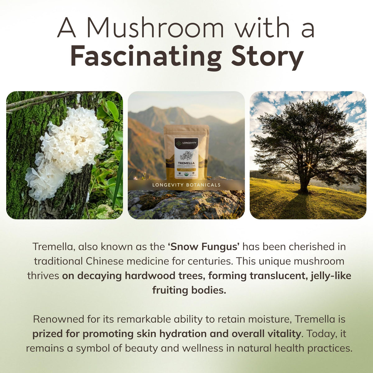 Champignon Tremella Bio entier à côté de la poudre