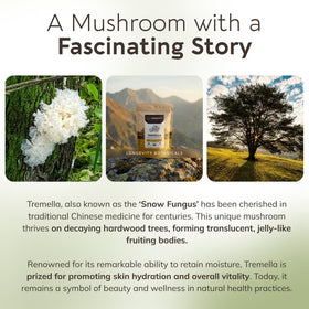 Champignon Tremella Bio entier à côté de la poudre