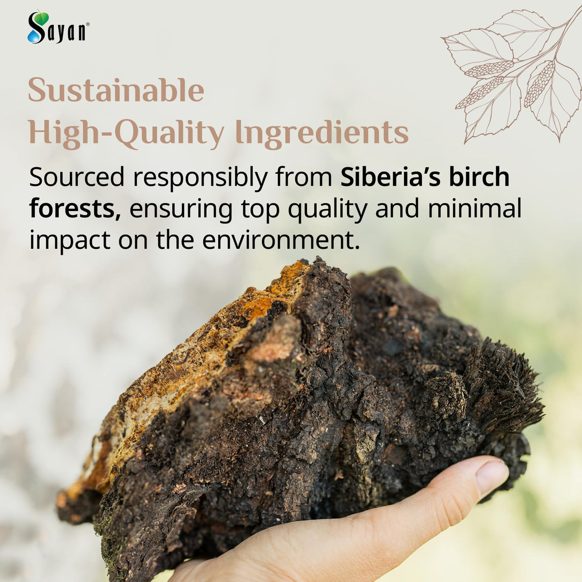 Champignons Chaga dans leur environnement naturel