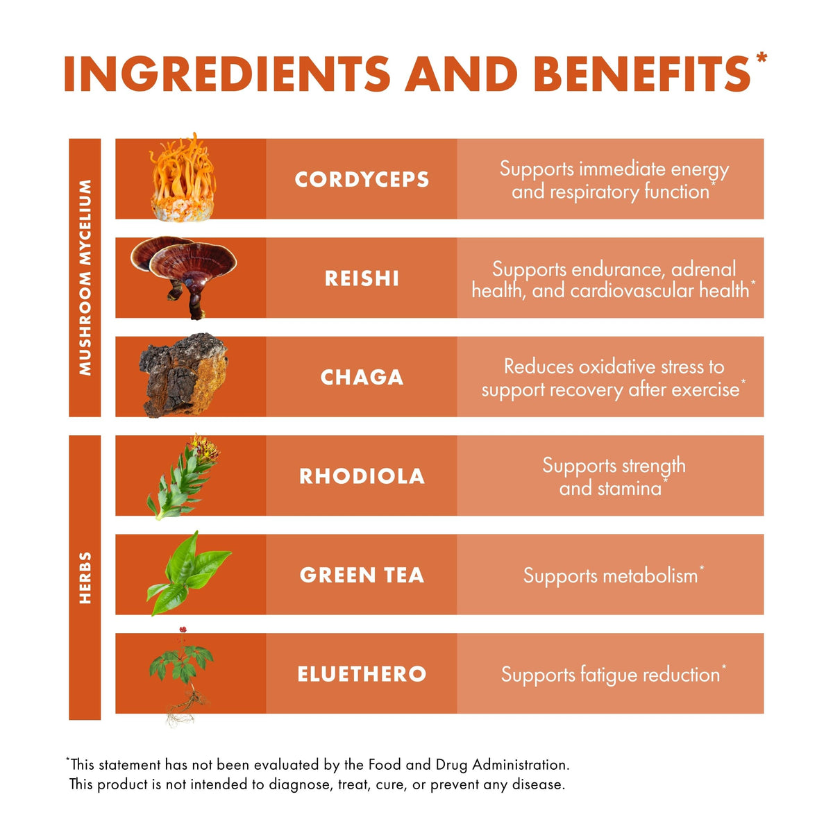 Champignons Cordyceps et Chaga sur un fond naturel