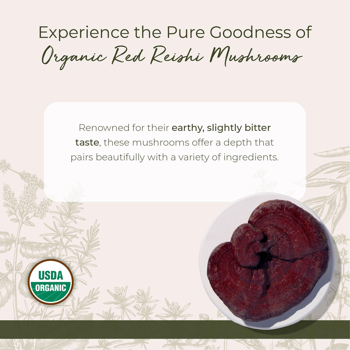 Champignons reishi rouges séchés en gros plan