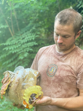 Champignons Reishi utilisés pour l'extrait