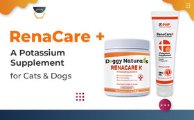 Chat consommant Renacare K Gel Potassium avec appétit