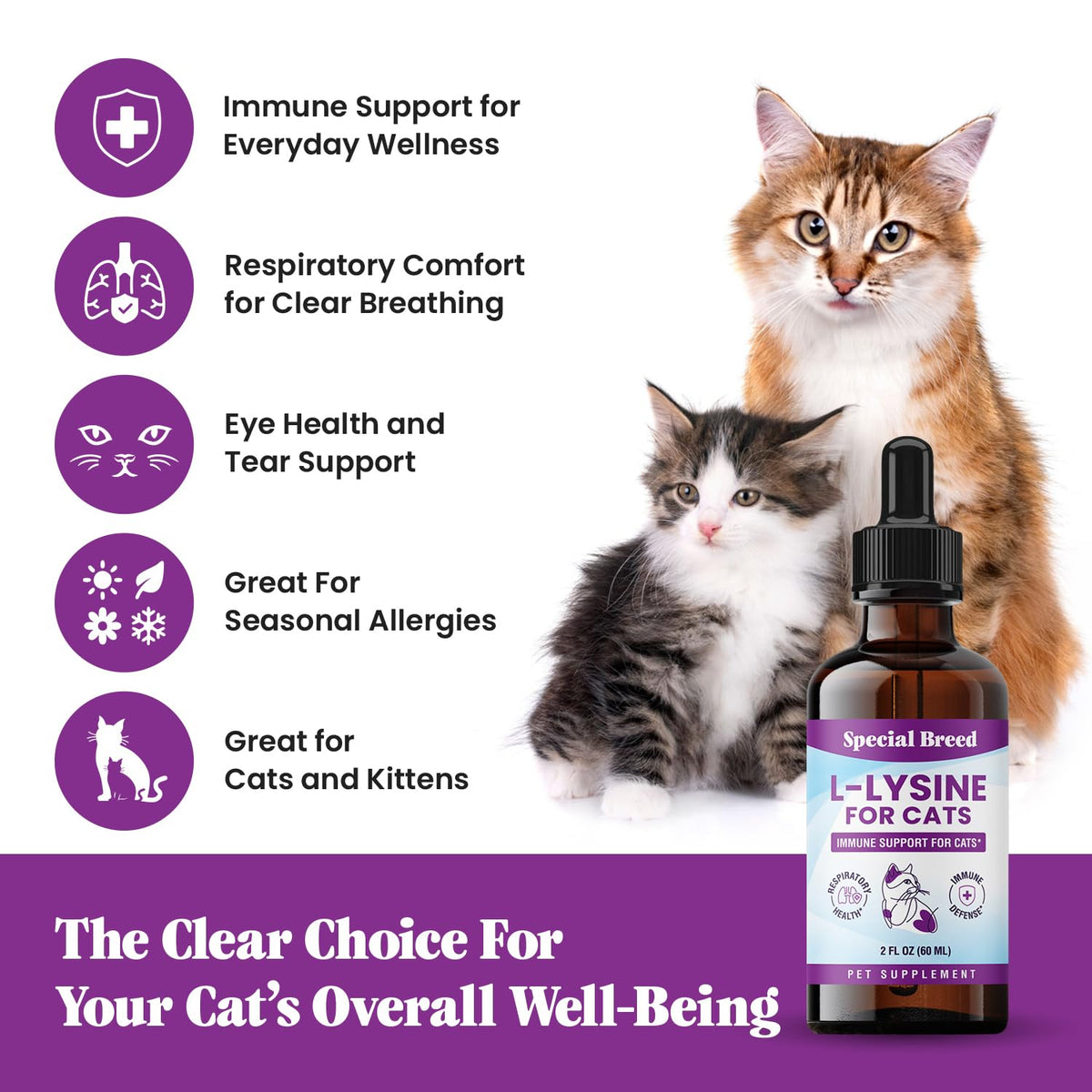 Chat prenant L-Lysine Special Breed avec une cuillère