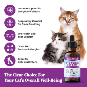 Chat prenant L-Lysine Special Breed avec une cuillère