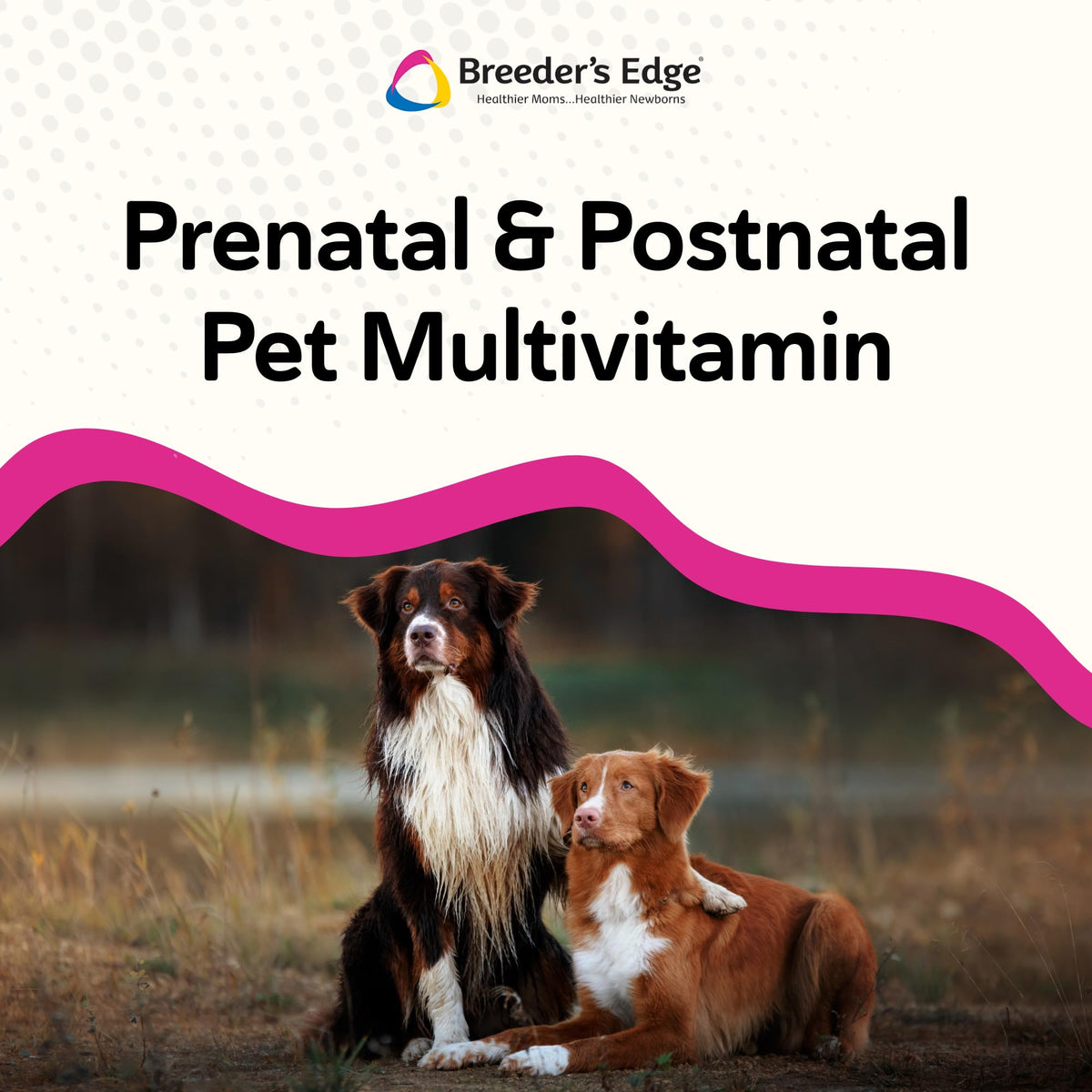 Chienne en gestation profitant des chews prénatals Revival Animal Health