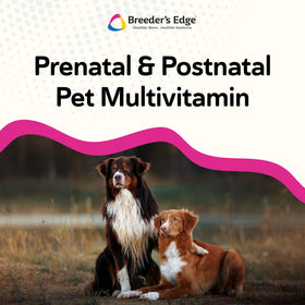 Chienne en gestation profitant des chews prénatals Revival Animal Health