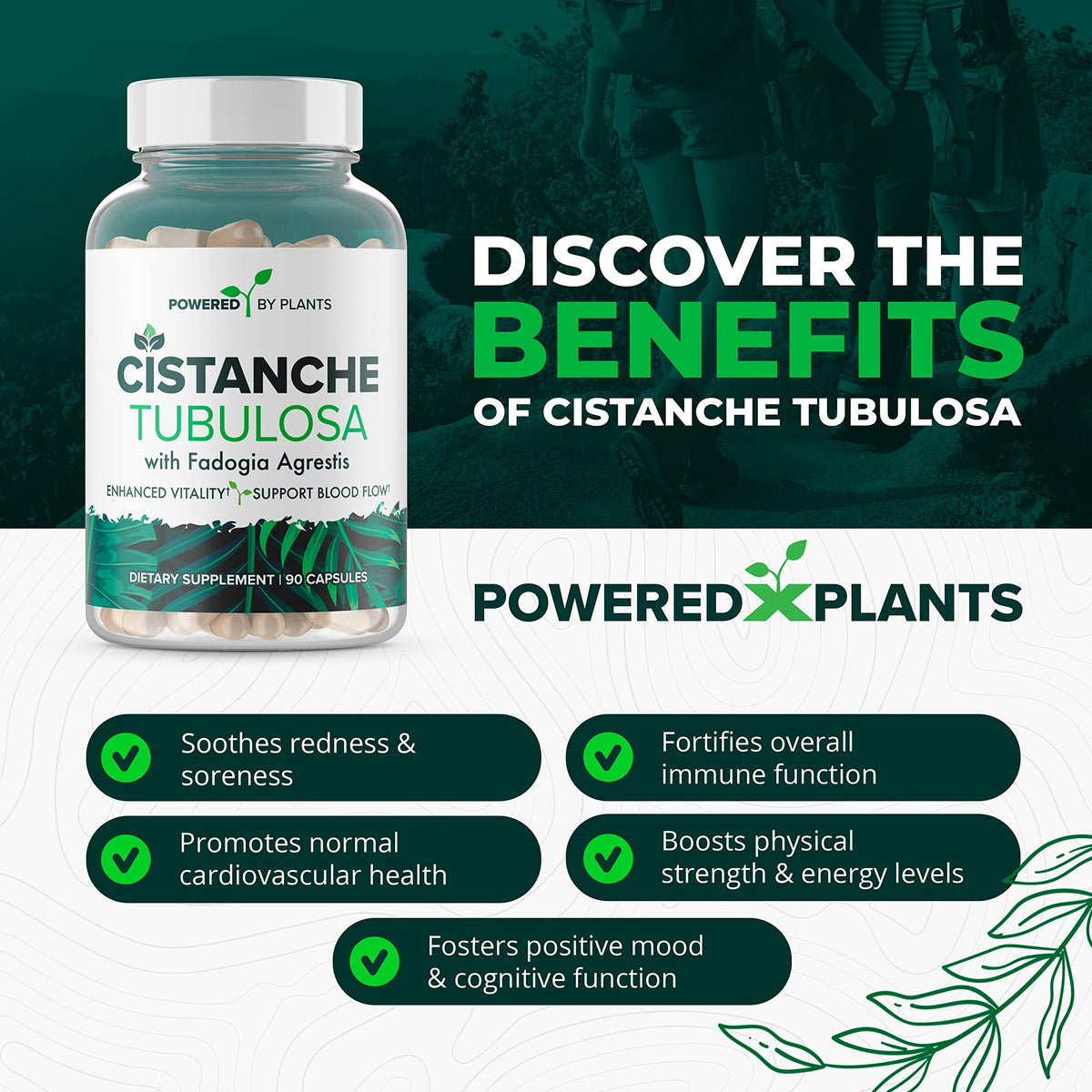 Cistanche Tubulosa et Fadogia Agrestis, capsules sur fond blanc