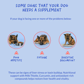 Coco and Luna Chardon-Marie pour Chiens, image d'un chien heureux